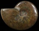 Flashy Red Iridescent Ammonite - Wide #52315-1